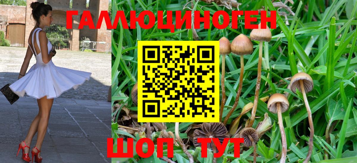 Галлюциногенные грибы Cubensis  Каменск-Шахтинский 