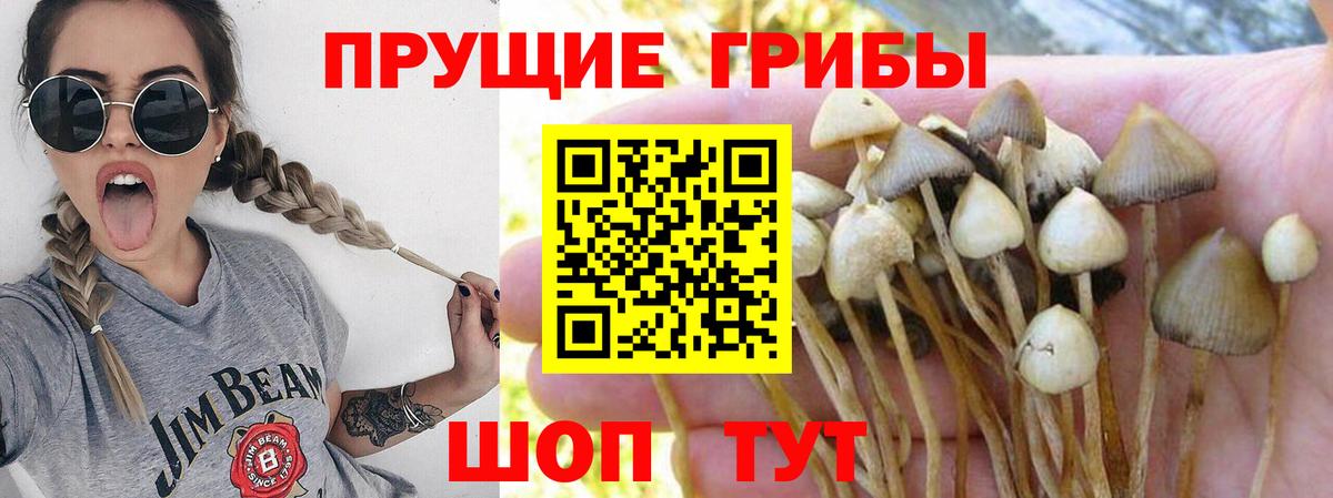 Псилоцибиновые грибы MAGIC MUSHROOMS  Галлюциногенные грибы мицелий  закладки  Каменск-Шахтинский  Вход с VPN 